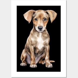 Puppy Azawakh Posters and Art